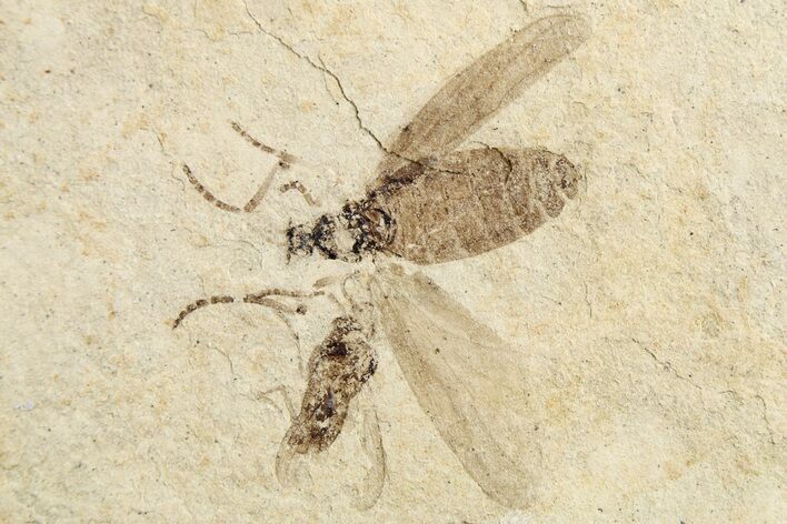 Two Detailed Fossil Flies (Plecia) - France #259850